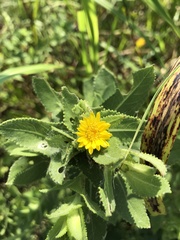 Grindelia adenodonta