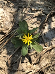 Grindelia adenodonta