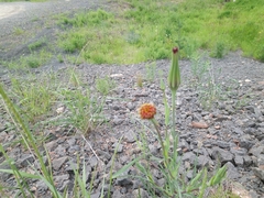 Tragopogon sibiricus