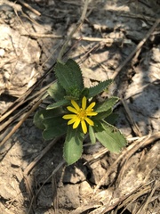 Grindelia adenodonta