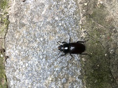 Lucanus cervus