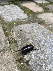 Lucanus cervus