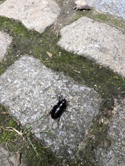Lucanus cervus