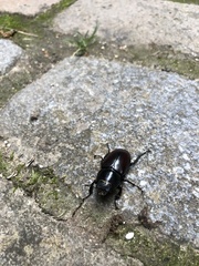 Lucanus cervus