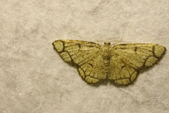 Stegania cararia