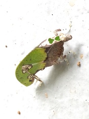 Pycnopalpa bicordata