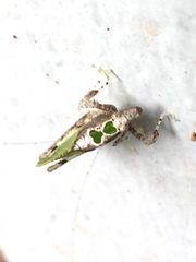 Pycnopalpa bicordata