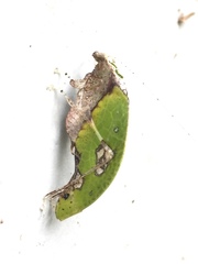 Pycnopalpa bicordata