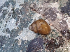 Cipangopaludina chinensis