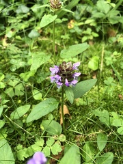 Prunella vulgaris