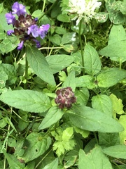 Prunella vulgaris