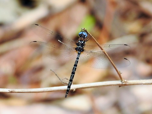 Antillean Sylph