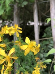 Hypericum perforatum