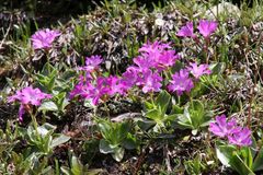 Primula spectabilis