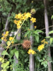 Hypericum perforatum