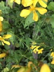 Hypericum perforatum