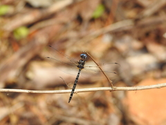 Macrothemis celeno