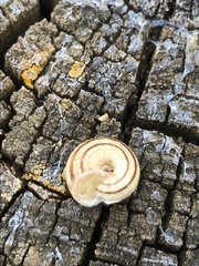 Cernuella aginnica