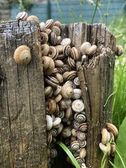 Cernuella aginnica