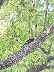 Dendrocitta formosae formosae