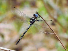Macrothemis celeno