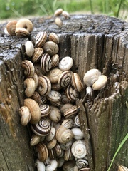 Cernuella aginnica