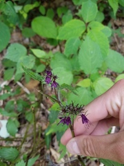 Hydrophyllum virginianum atranthum