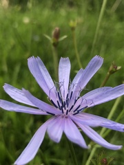 Cichorium intybus