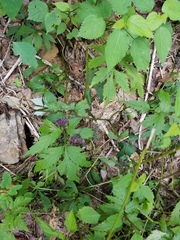 Hydrophyllum virginianum atranthum