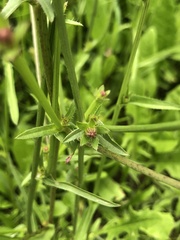 Cichorium intybus