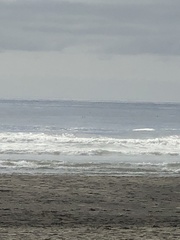 Melanitta perspicillata