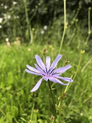 Cichorium intybus