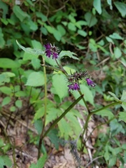 Hydrophyllum virginianum atranthum
