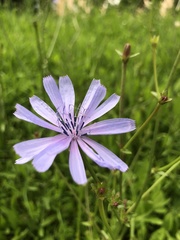 Cichorium intybus