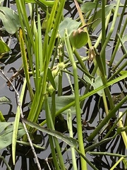 Sparganium androcladum