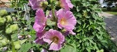 Alcea rosea