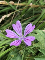 Malva