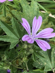 Malva