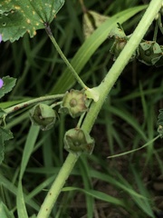 Malva