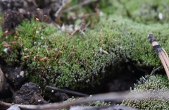 Bryum argenteum
