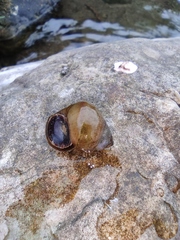 Cipangopaludina chinensis