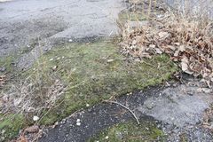 Bryum argenteum