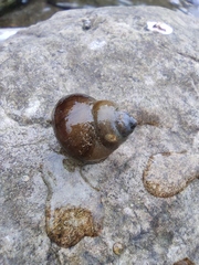 Cipangopaludina chinensis