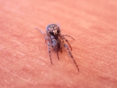 Zygiella montana