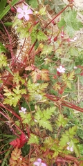 Geranium robertianum