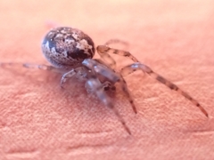 Zygiella montana