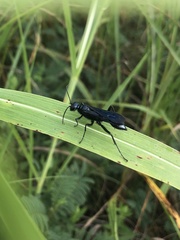 Chlorion aerarium