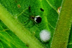Theridion varians
