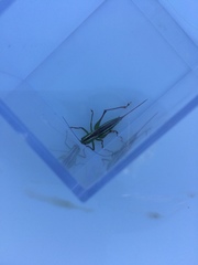 Conocephalus bilineatus