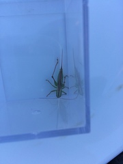 Conocephalus bilineatus